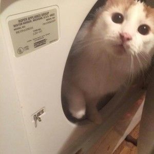 Meet your Posher, Collin